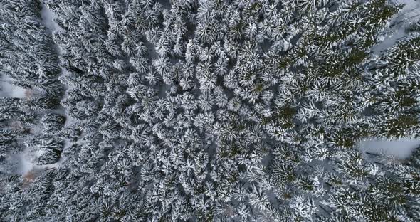 Overhead Aerial Top View Moving Over Alpine Mountain Snow Covered Pine Forest Woods