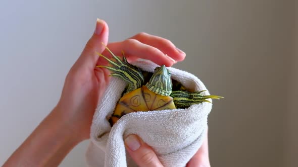 Female Hands Drying Redeared Turtle In White Towel After Washing In Bathtub alt