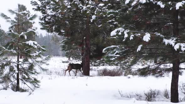 Deer Walking Through Deep Snow In Forest, USA alt