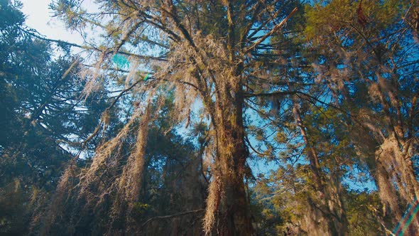 Lush Forest with Plants in Brazilian Highlands