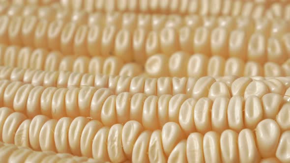 Maize background 4K 2160p UHD footage - Organic food sweet corn  background 4K 3840X2160 UHD video alt