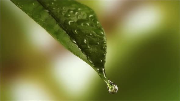 raining shower in the dense forest, close-up of rainfall in jungle