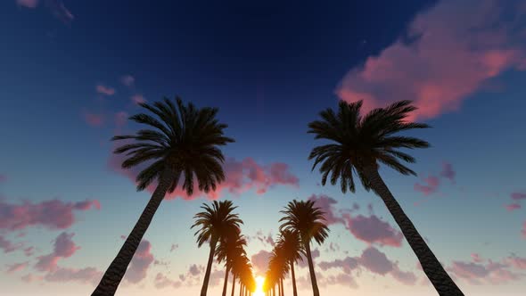 Palm Trees And Sky alt