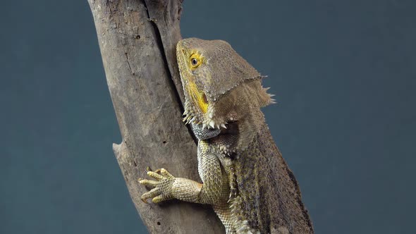 Lizards Bearded Agama or Pogona Vitticeps on Wooden Snag at Black Background. Close Up alt
