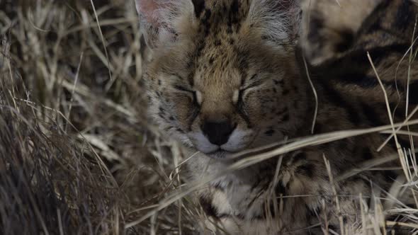 Serval close up relaxing in the tall grass hot afternoon alt