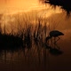 Stork Feeding in Marshland - VideoHive Item for Sale