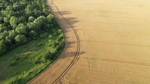 Aerial Video Flying Over Yellow Grain Wheat Field