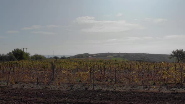 Aerial view over old, grape plants and a vineyard, sunny, autumn evening - rising, drone shot alt