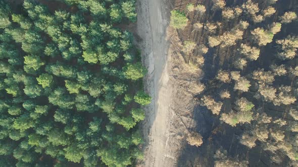 Burnt and Safe Pine Tree Forest with Track, Aerial View