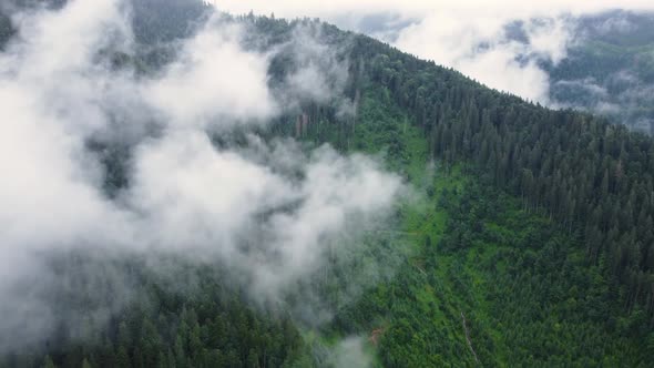 Flying Through the Clouds Above Mountain Pine Forest Magical Summer Forest at Rainy Weather Aerial alt