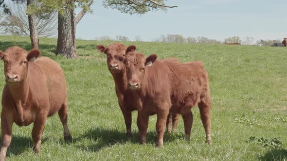 Wide shot of cows moving. alt
