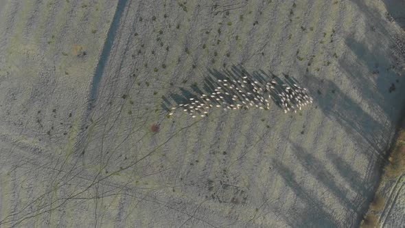 Overhead Aerial Of Flock Of Sheep Misty Winter Morning D Log