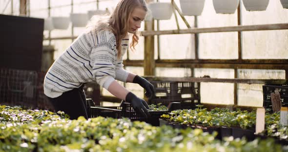 Female Gardener Working with Seedlings in Greenhouse alt