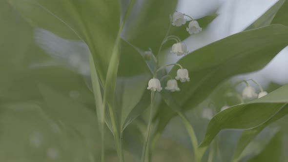 A Close Up of a Lily of the Valley