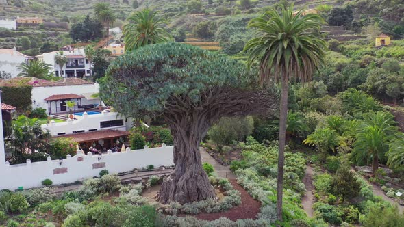 El Drago Milenario, the oldest specimen of the Dragon tree, dracaena draco, on the island of Tenerif alt