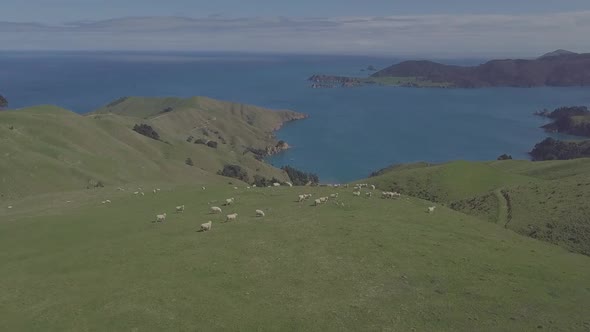 New Zealand sheep herd aerial