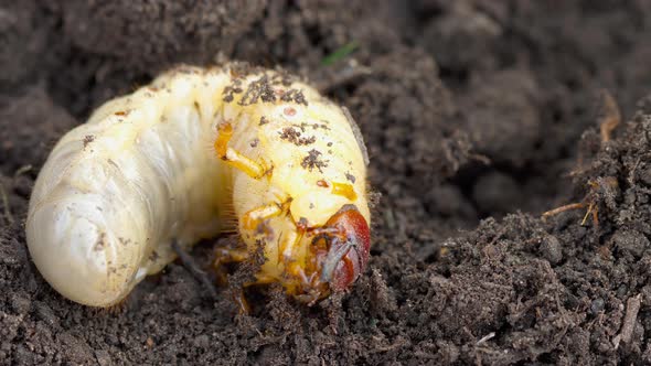 May Bug Larva in Soil alt