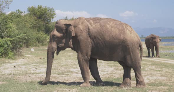 Close Up of Elephants Eating in a Udawalawe National Park of Sri Lanka