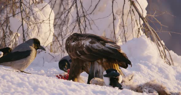 Closeup of Golden Eagle Eats on a Dead Fox in the Mountains at Winter
