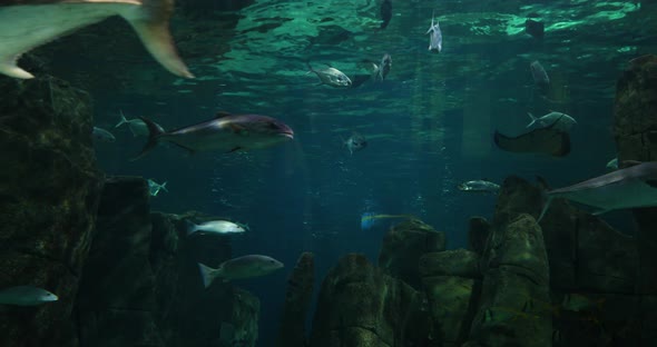 VideoHive Fishs 20402158 VideoHive Fishs 20402158