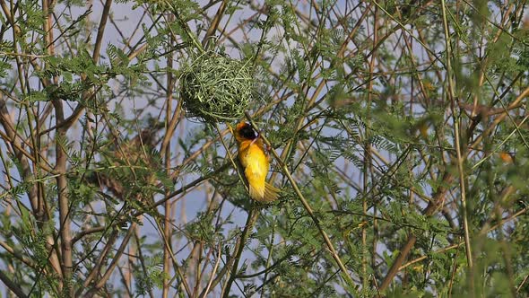 Northern Masked Weaver, ploceus taeniopterus, Male standing on Nest, in flight, Flapping wings alt