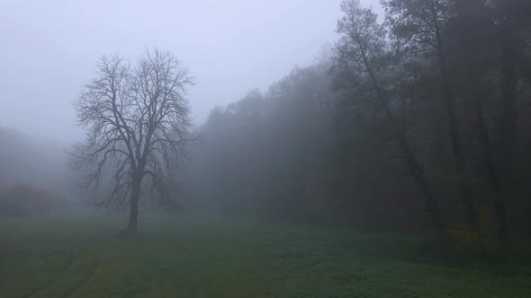 Lonely Tree In A Fog
