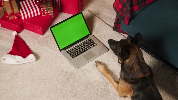 Malinois Bard Lying with Laptop with Green Screen Top View alt