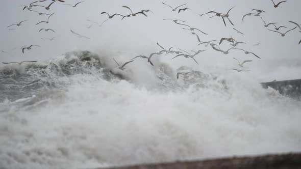 Tempestuous ocean with extreme crashing waves along coastline, Rotterdam alt