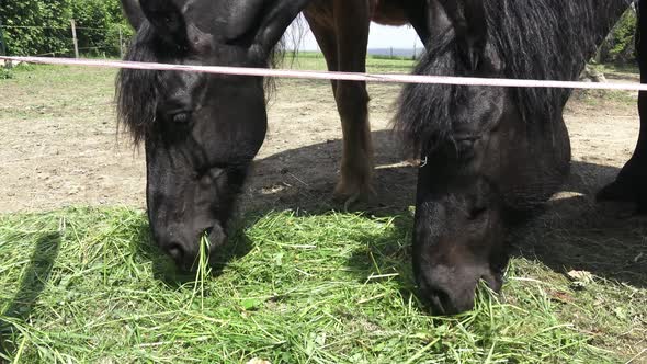 The horses is eating grass. 