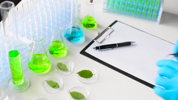 The Researcher in Gloves Takes Tweezers a Sprout From a Petri Dish. Laboratory Studies and Genetic alt