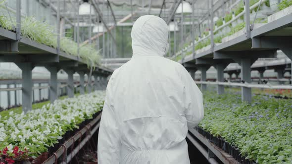 Camera Follows Woman in White Protective Suit Walking Between Rows of Flowers in Greenhouse. Back alt