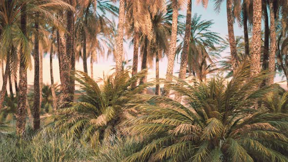 Palm Trees in the Sahara Desert alt