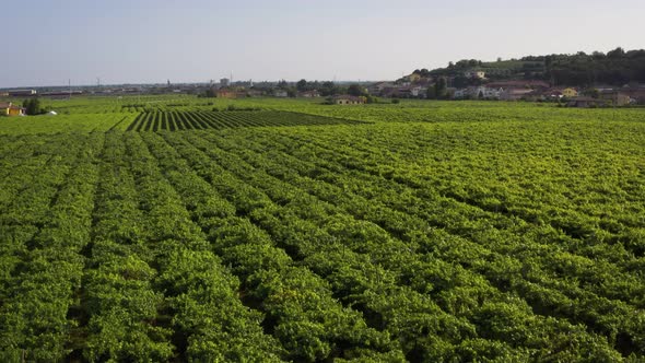 Flight Over The Italian Vineyard Drone