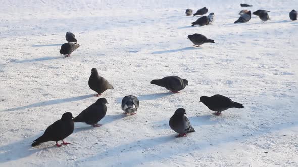 Pigeons sit in the snow and peck at food.