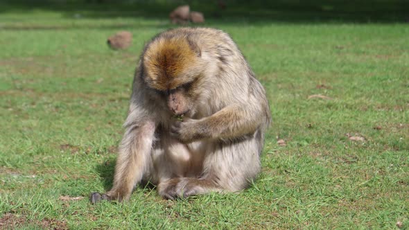 Barbary ape male eating at Cedre Gouraud Forest  alt