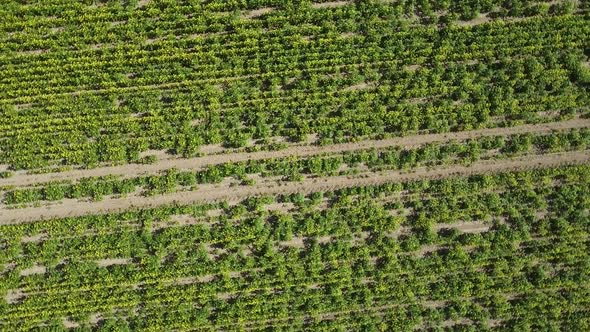 Spinning a drone over a field of rapeseed. Trail of a tractor through a field of rapeseed alt