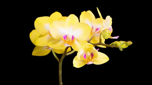 Blooming Yellow Orchid Phalaenopsis Flower alt