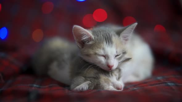 Kittens Sleep on a Red Checkered Blanket Against the Backdrop of Twinkling New Year's Lights
