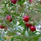 Red apples on a tree in orchard - VideoHive Item for Sale