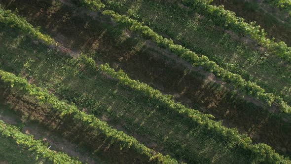 Bird's Eye View of a Mature Vinyard at Sunset alt
