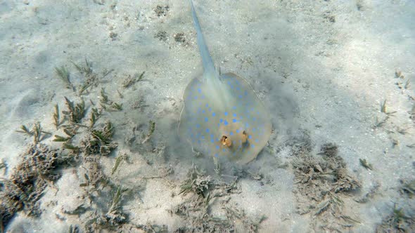Bluespotted ribbontail ray, Marsa Alam Egypt alt