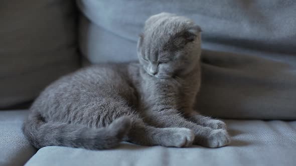Lopeared British Kitten Licking Sitting on the Sofa alt