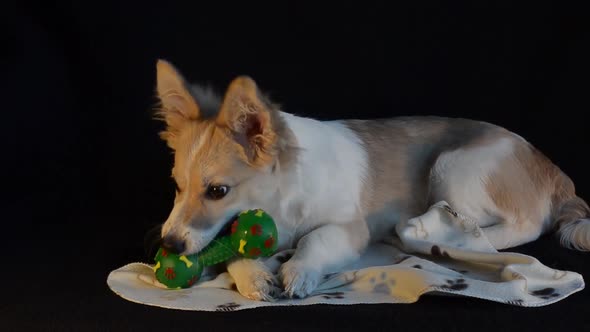 Puppy Lies with a Toy on a Black Background