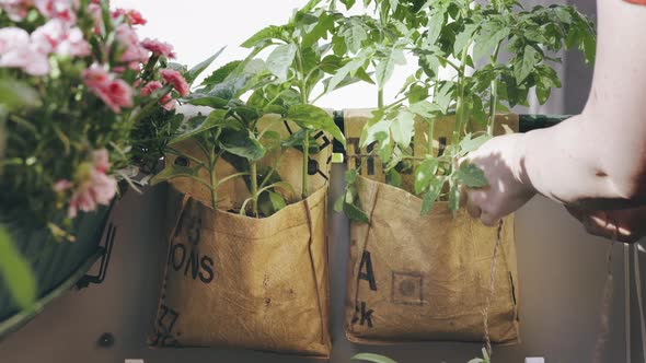 Upcycling Idea of Teebigbags Usage for Growing Plants on Balcony alt