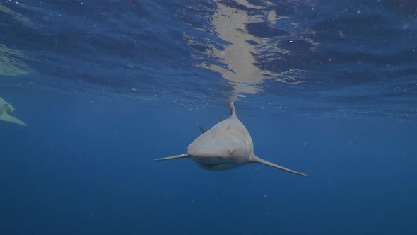 lemon shark face to face with fierce predator slow motion alt