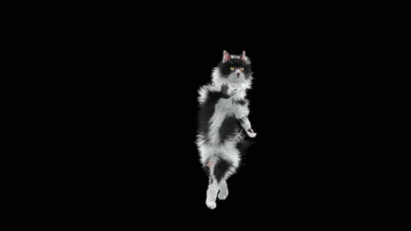Cat Dancing HD alt