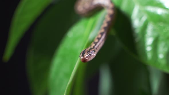 Rainbow Boa Isolated on Black Background alt