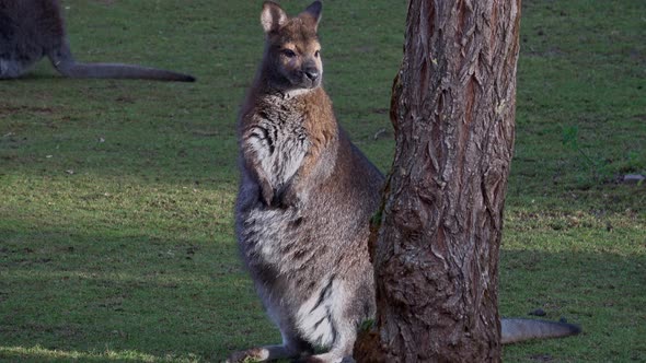  A closeup of a red-necked wallaby (Macropus rufogriseus)