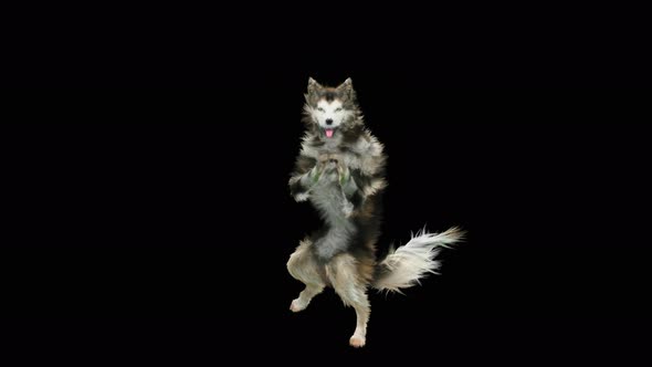 Dog Dance 4K alt