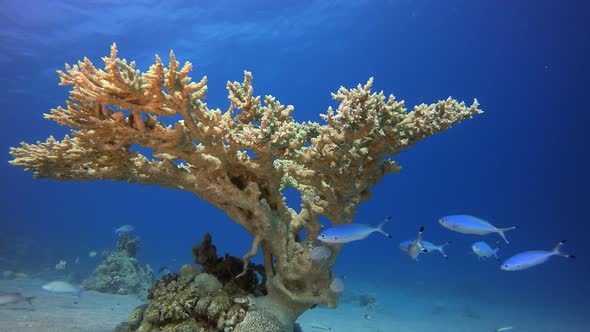 Coral Garden Hard Corals alt